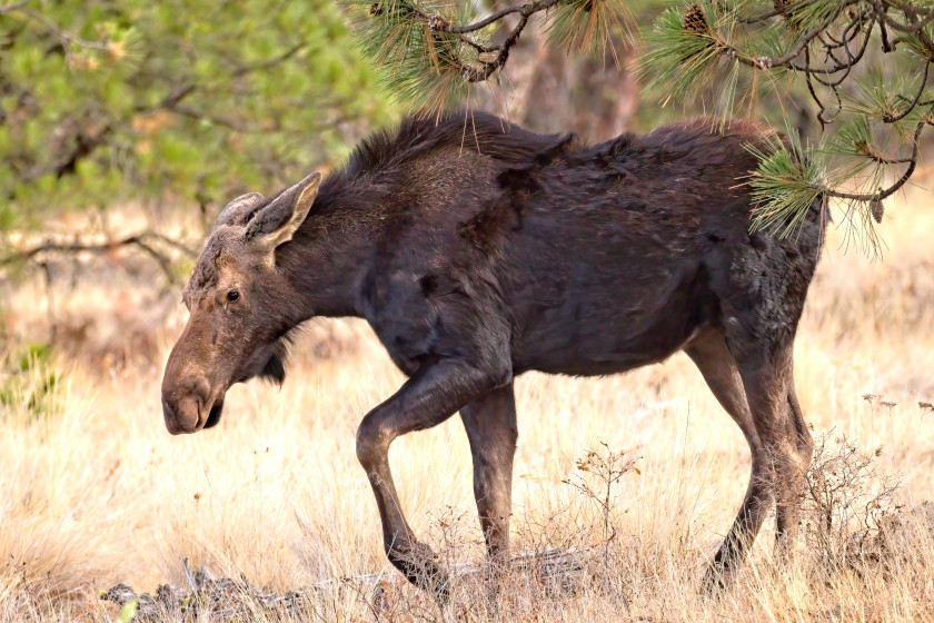 Places to Hunt a Moose in the US