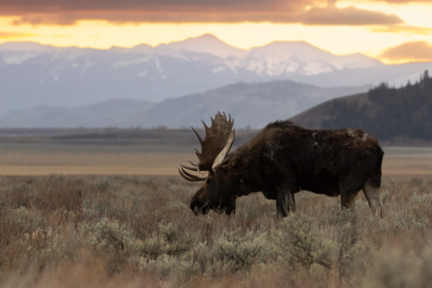 Places to Hunt Moose in the US