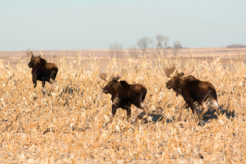 Places to Hunt Moose in the US