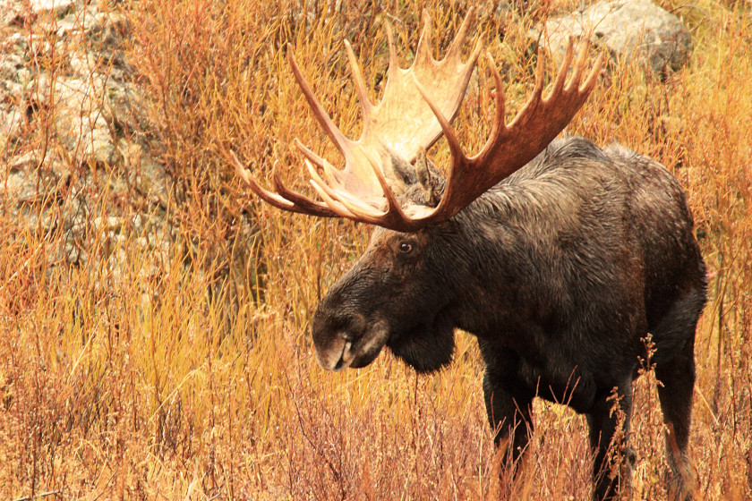 Places to Hunt for Moose in the US