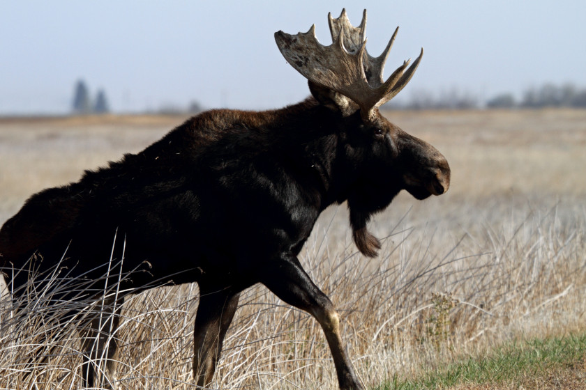 Places to Hunt Moose in the US