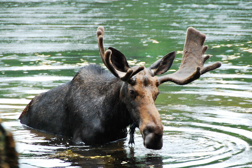 Places to Hunt Moose in the US