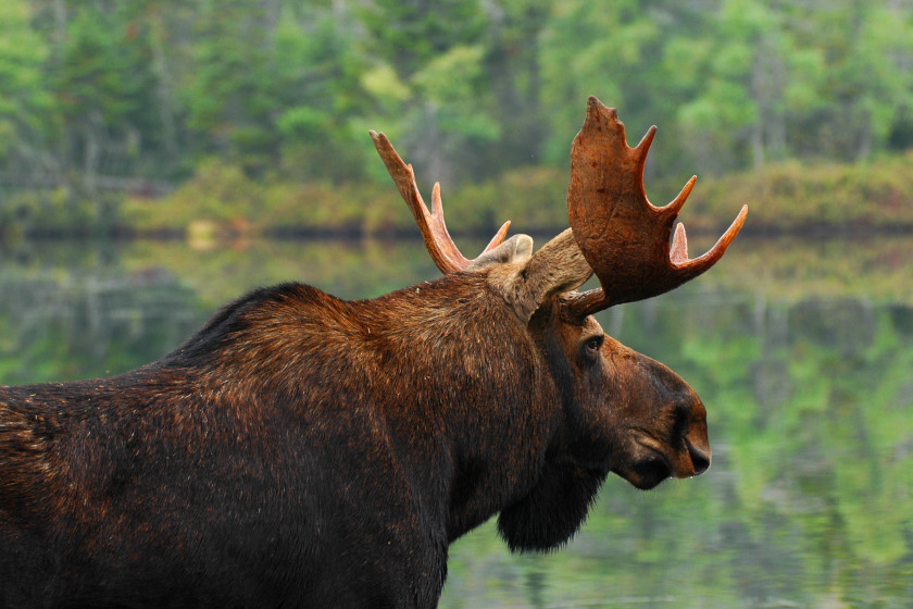 Moose hunting in Maine, Best places to moose hunt in US