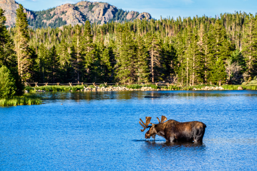 Places to Hunt Moose in the US