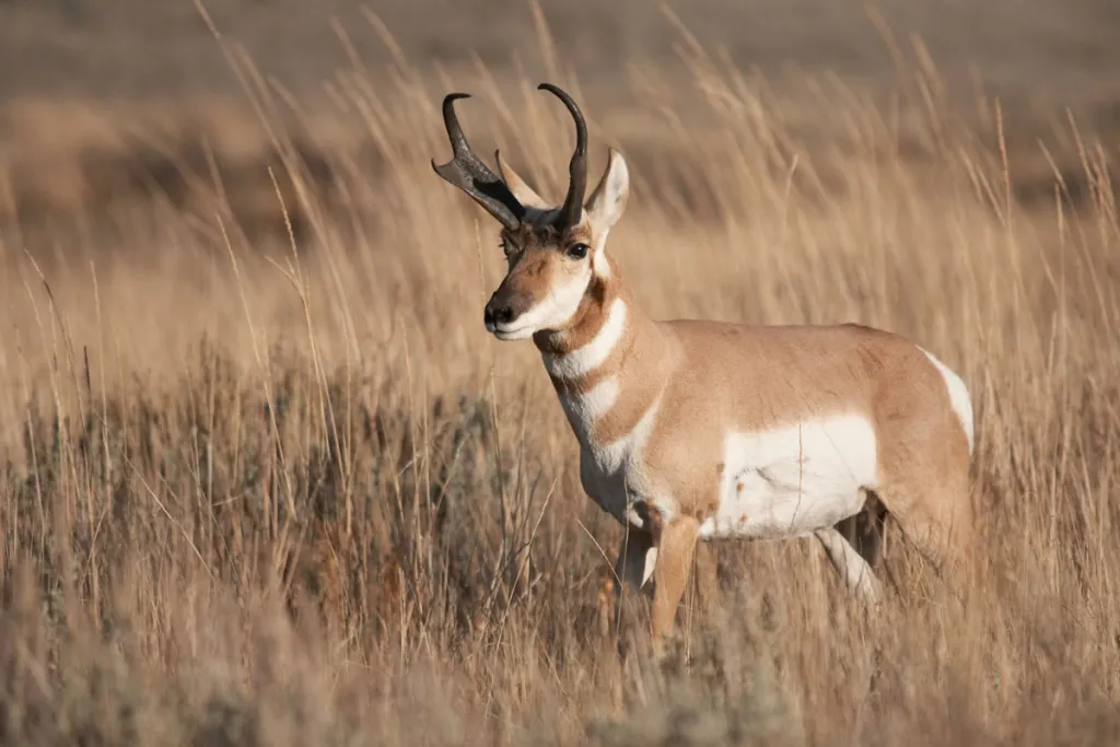 pronghorn