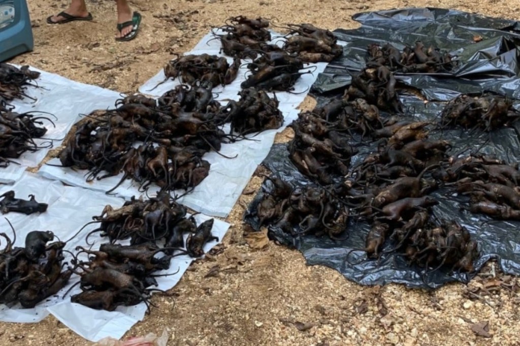 poachers-busted-with-151-squirrels-over-the-limit-by-missouri-officials