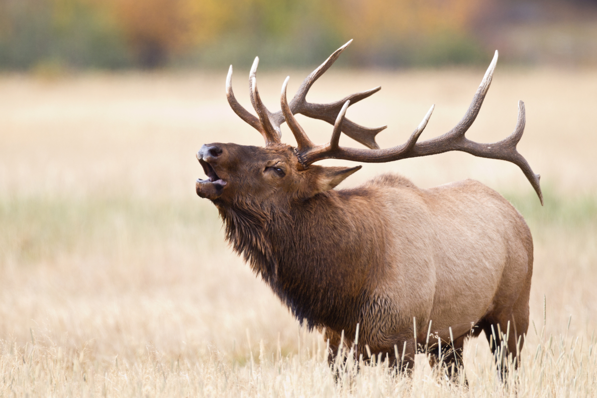 Utah Elk Hunting