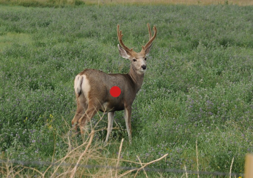 where to shoot deer with crossbow