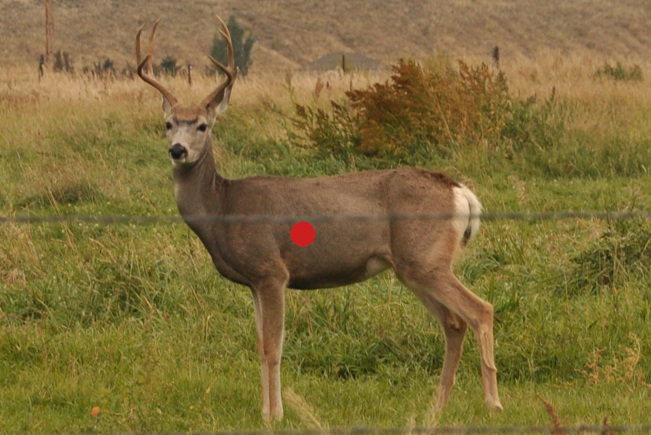 Where to Shoot a Deer With an Arrow