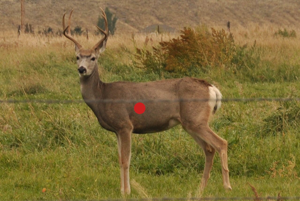Where to Shoot a Deer With an Arrow