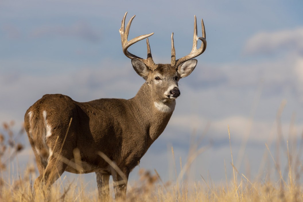 worst deer hunting state