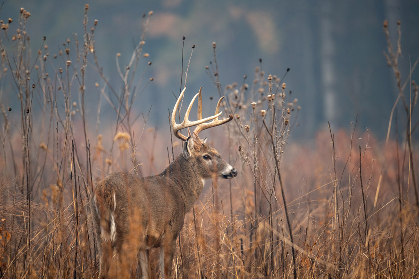 worst states for deer hunting
