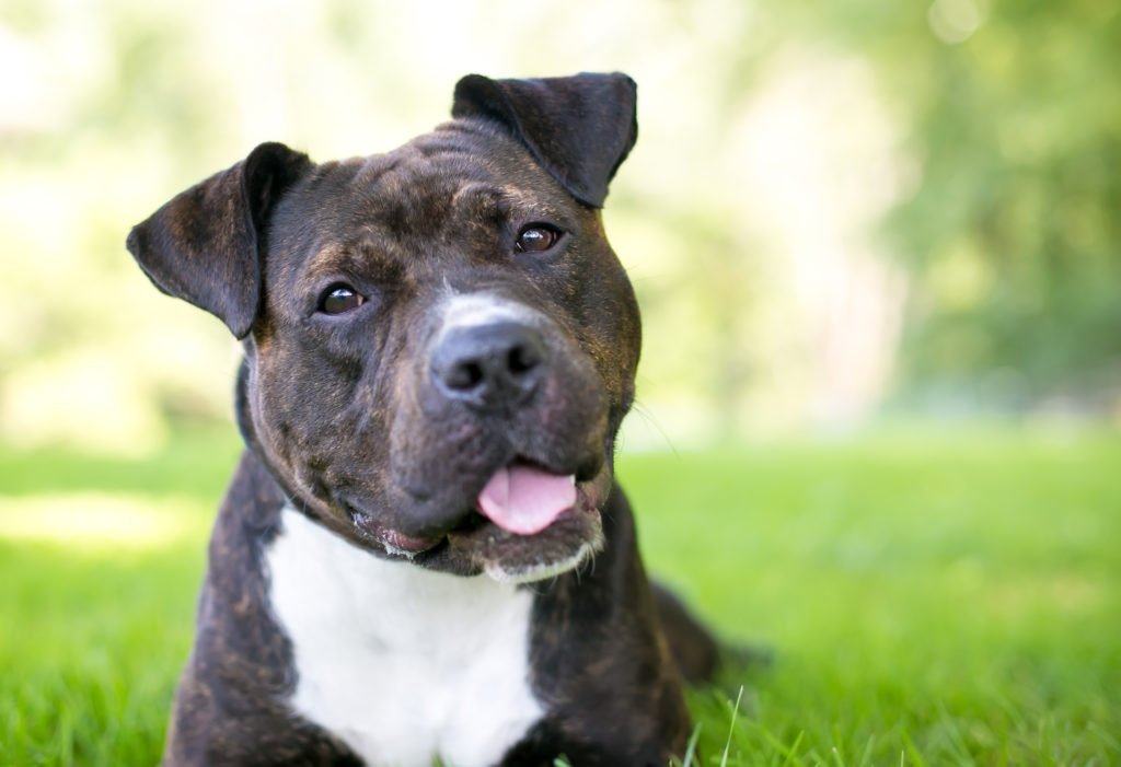 American Staffordshire Bull Terrier