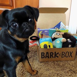 best cat and dog subscription boxes