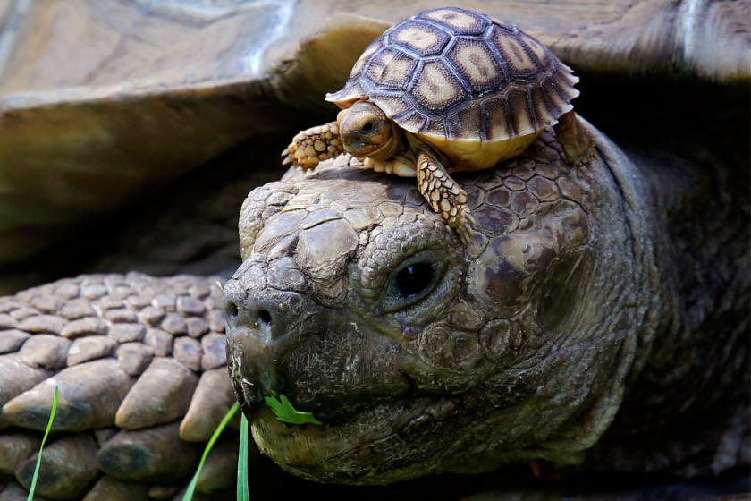 Newborn African spurred turtle sitting on ahead turtle's head