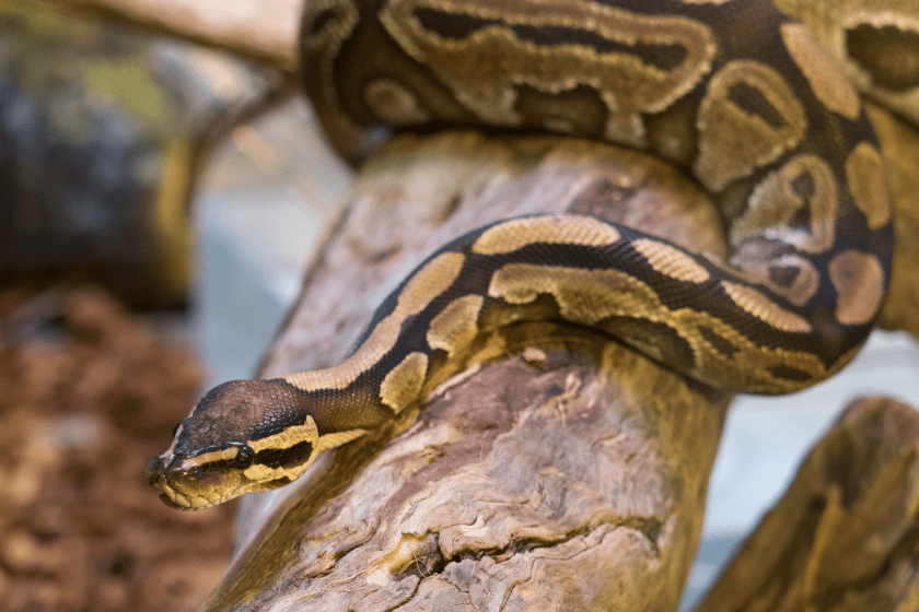 Ball python snake moves along a log.
