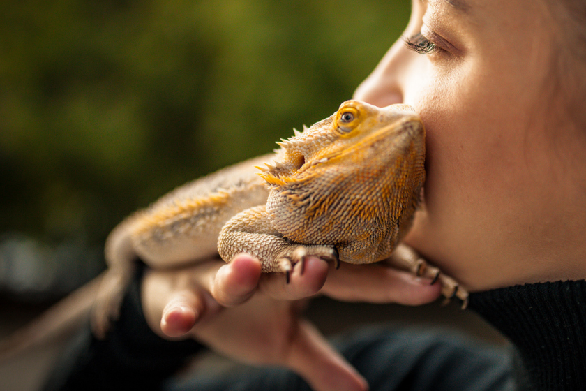 Bearded dragon shows affection being held by owner