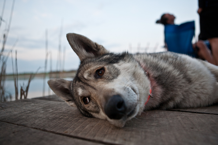 Canadian eskimo dog lays on the ground