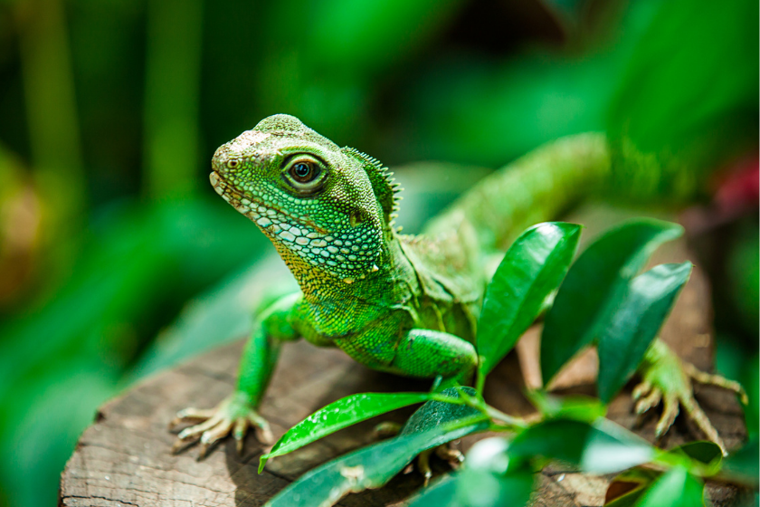 Green water dragon standing on log stump.