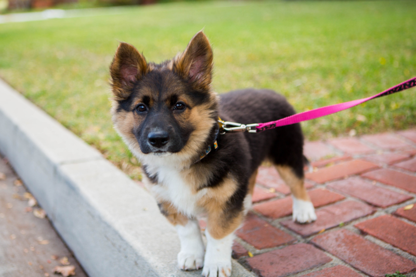 15 Mixes Blending Breeds Like German Shepherds & Huskies!