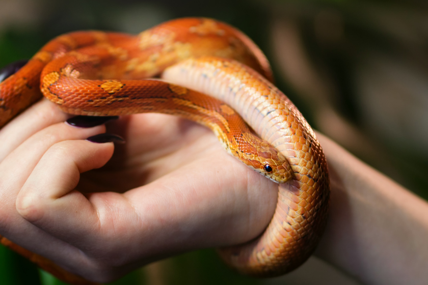 Corn snake wrapped around a woman's hand