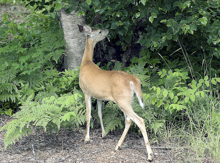 deer diet