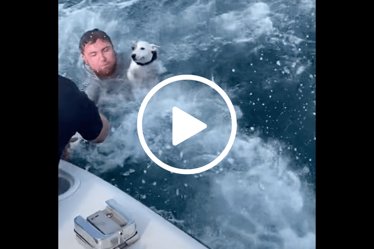 Florida Boaters Save Dog By Diving Into The Ocean Wide Open Spaces
