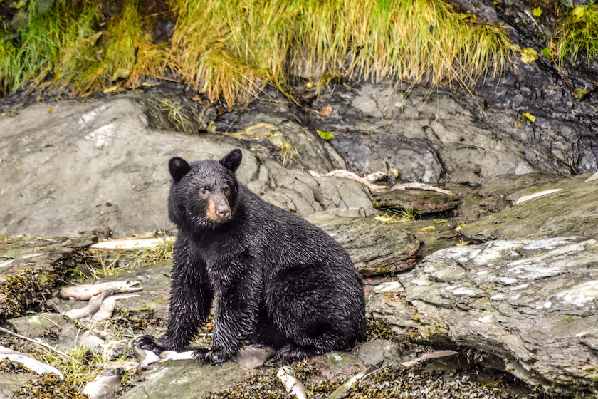 spring black bear