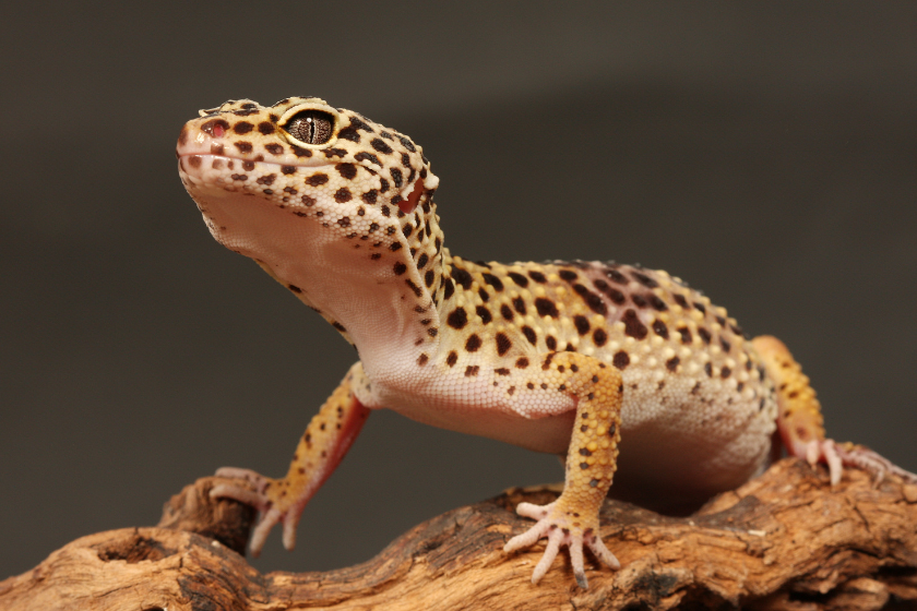 Spotted leopard gecko sitting on a branch