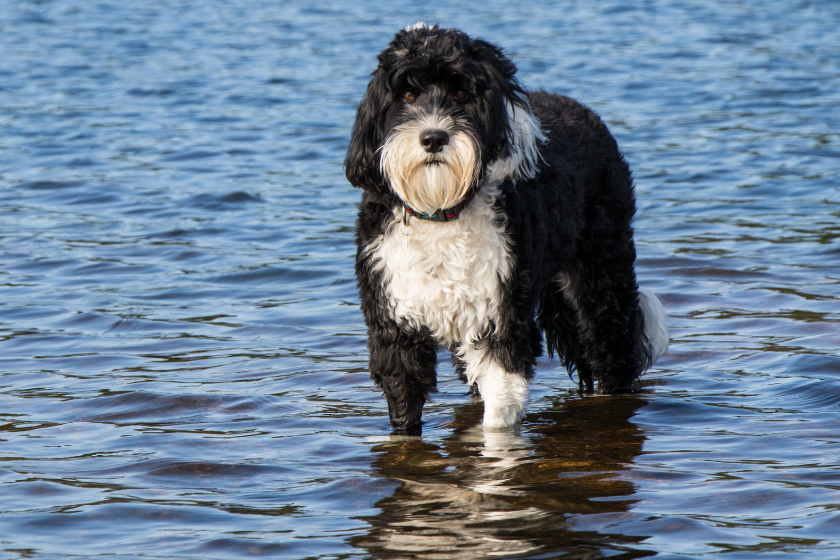 Portuguese Water Dog stands in water