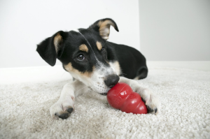 best indoor dog toys