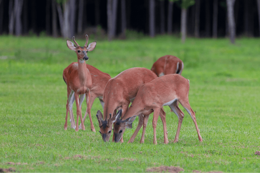 Eating whitetail deer herd on a green field