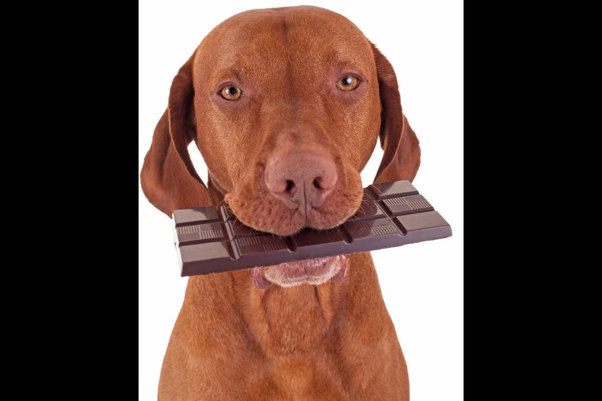 Dogs Can Die From Chocolate, Depending on Type, Amount & Weight