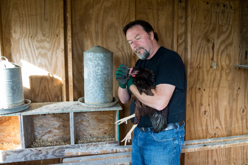 farmer applying medication to injured chicken