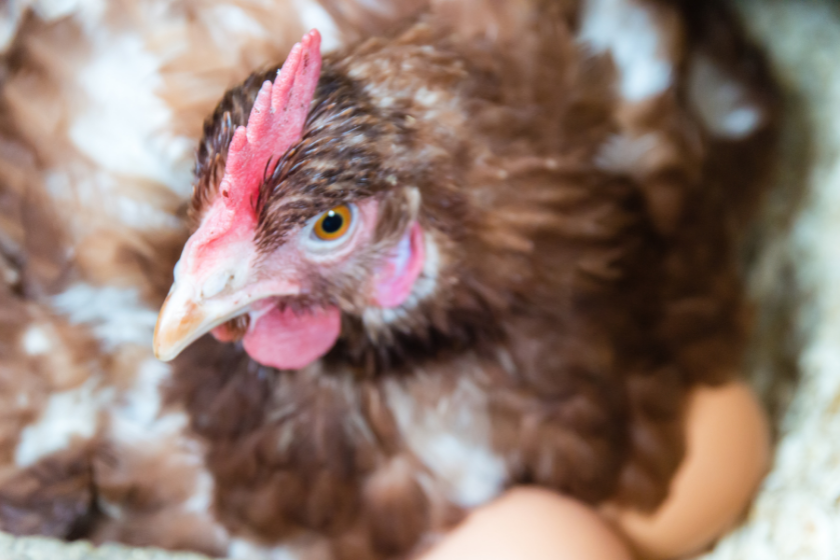 broody hen sitting on eggs