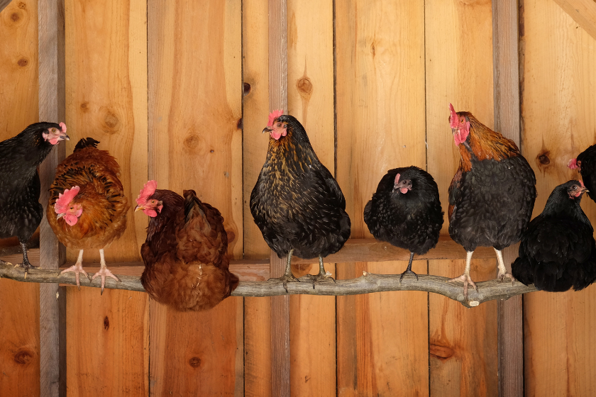 chickens roosting on branch with wood panel background