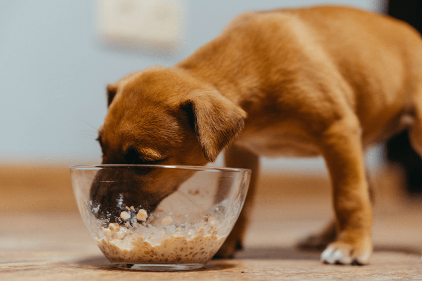 brown dog eating bland diet