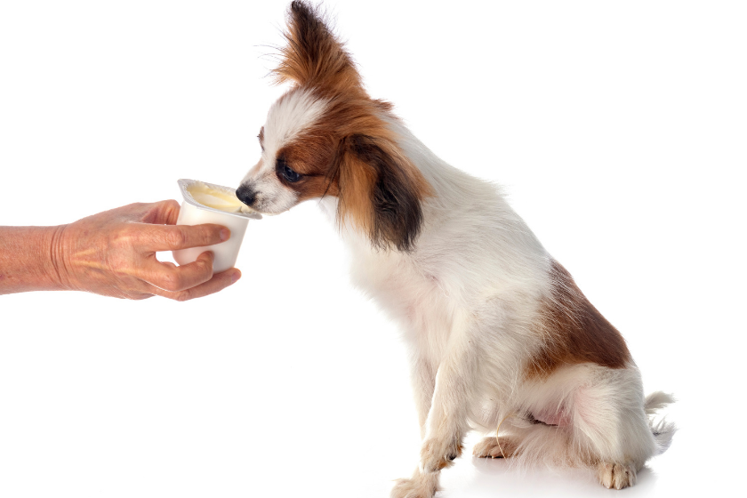 small dog eating home remedies for dogs with diarrhea