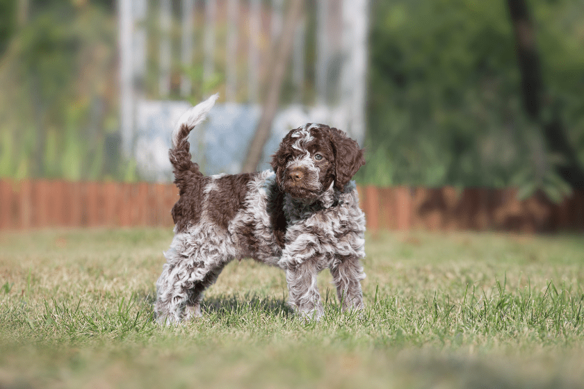 lagotta truffle hunting dog in grass