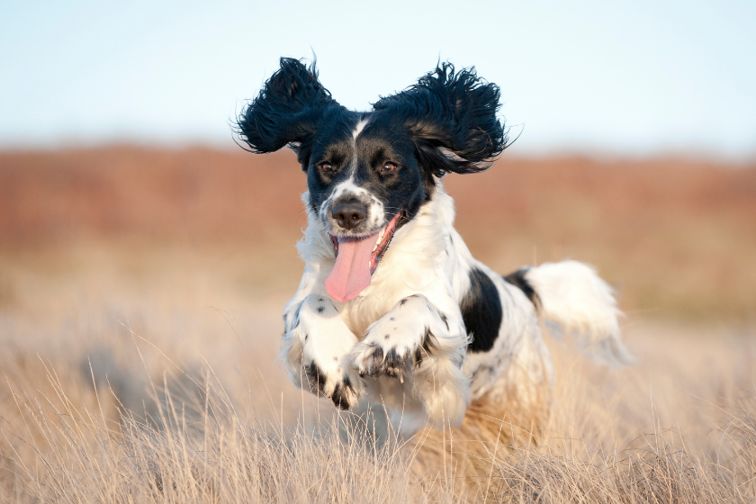 springer spaniel running through field