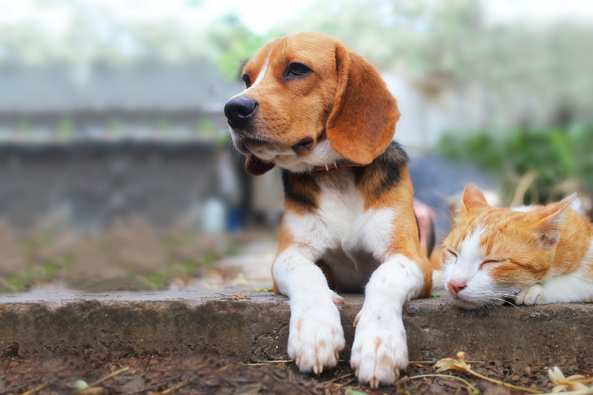 beagle sitting on stone wall with orange cat