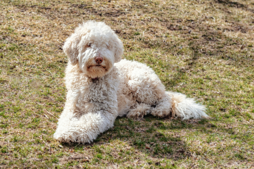 white poodle relaxing on grass