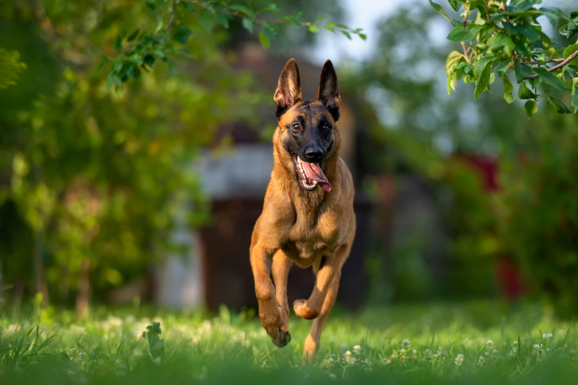 belgian malanois running through grass