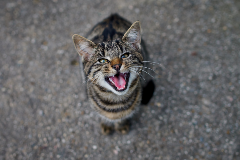 tabby cat caterwauling on sidewalk