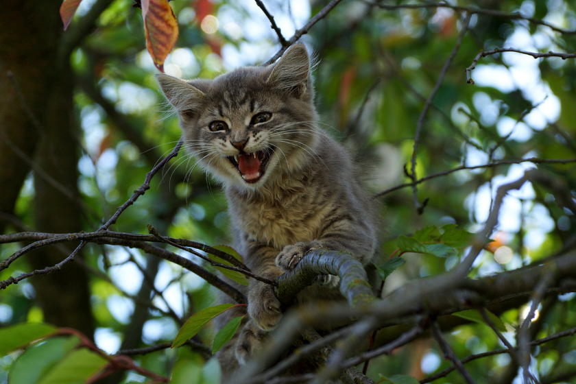 cat caterwauling in trees
