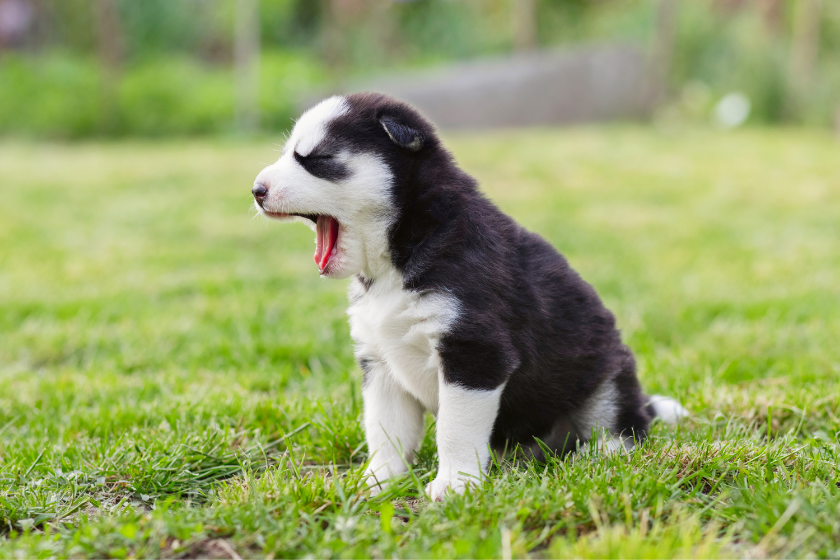 husky puppy yawning in grass cost