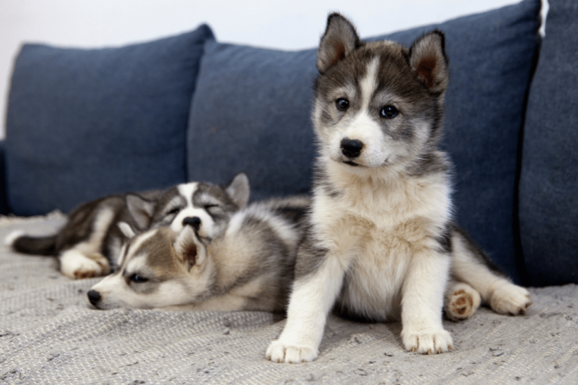 three husky puppies on couch 