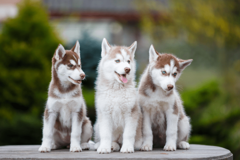 three light husky puppies sitting together