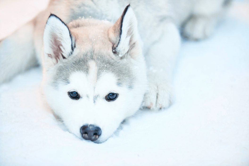 Purebred siberian husky hot sale cost
