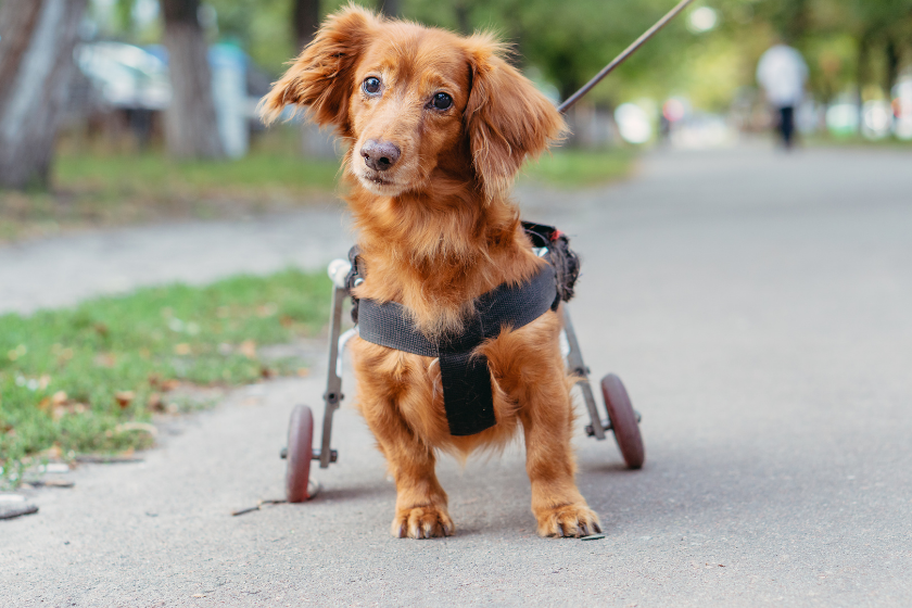 down syndrome animals dog questioning camera